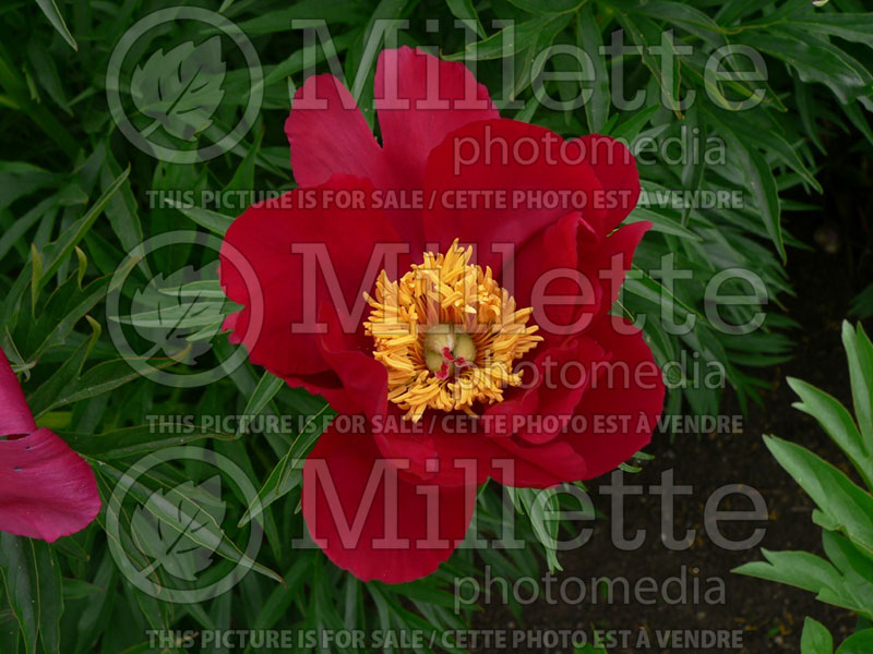 Paeonia Merry Mayshine (Peony) 1 