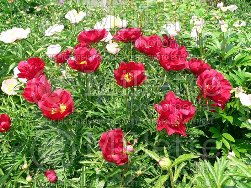 Paeonia Merry Mayshine (Peony) 3 