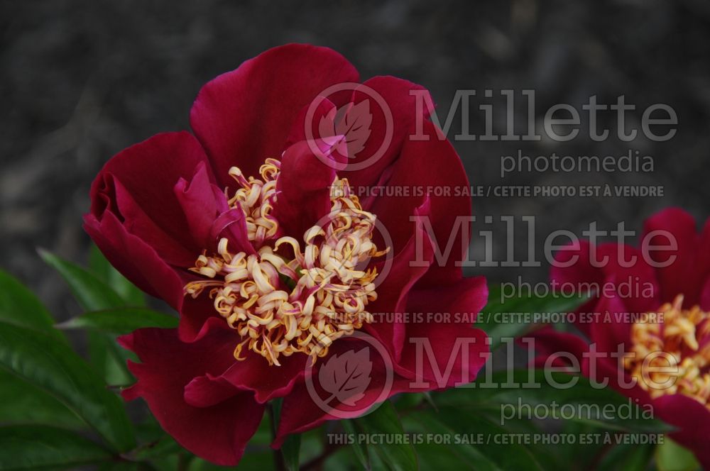 Paeonia Midnight Sun (Peony) 2 