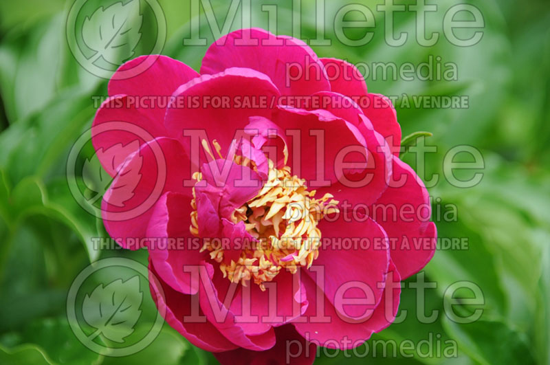 Paeonia Mikado (Peony) 1  