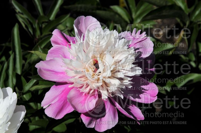 Paeonia Miss Congeniality (Peony) 1 