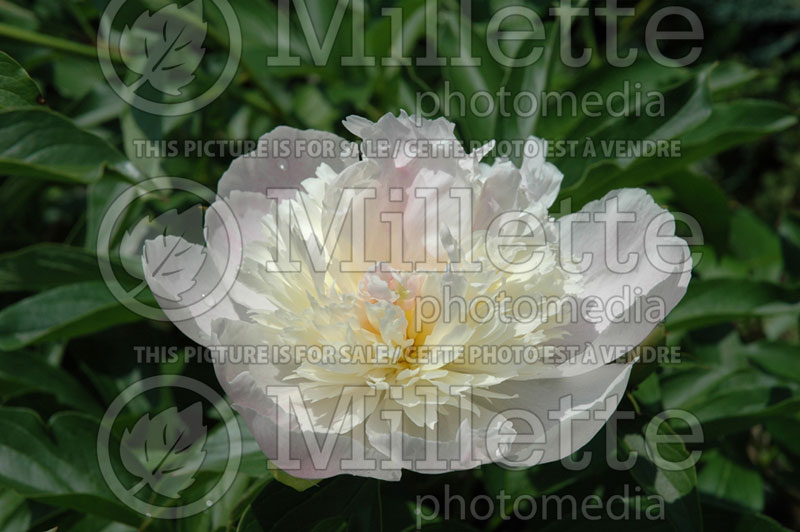 Paeonia Mister Ed (Peony) 1 