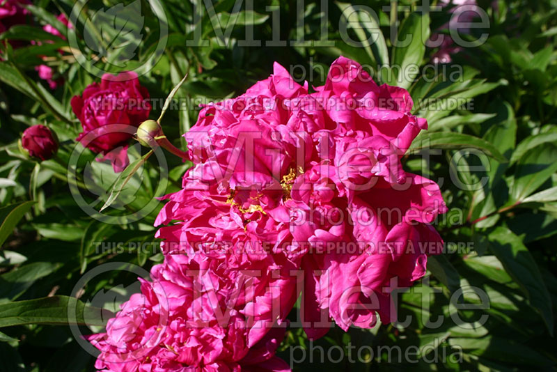 Paeonia Monsieur Jules Elie (Peony) 1