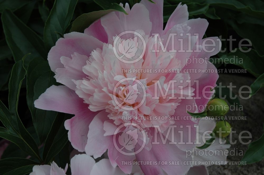 Paeonia Monsieur Jules Elie (Peony) 4