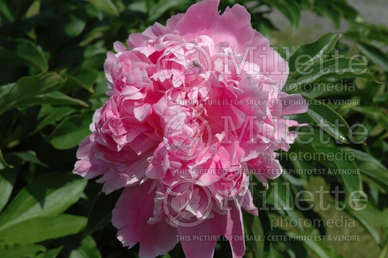 Paeonia Monsieur Jules Elie (Peony) 5