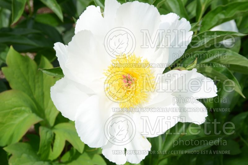 Paeonia Moon of Nippon (Peony) 1 