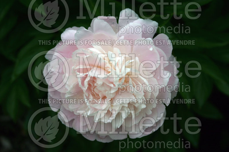 Paeonia Moonstone (Peony) 1 