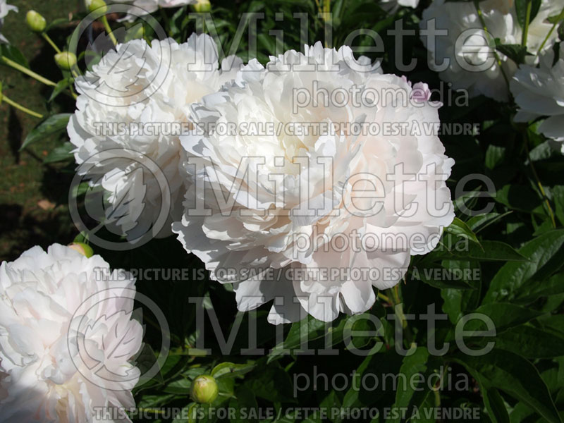 Paeonia Moonstone (Peony) 5 