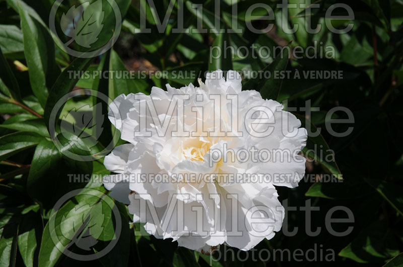 Paeonia Moonstone (Peony) 4 