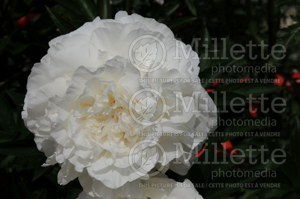 Paeonia Mother's Choice (Peony) 2 