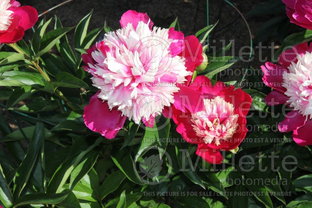 Paeonia Nellie Shaylor (Peony) 3 