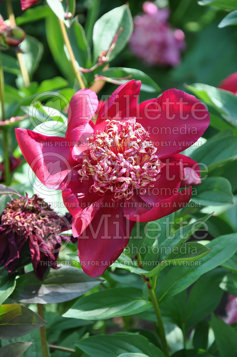 Paeonia Nippon Beauty (Peony) 1 