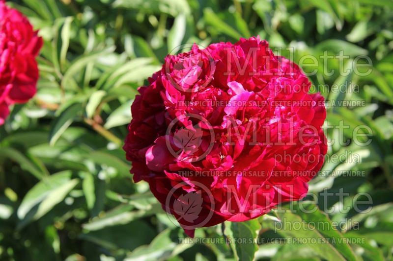 Paeonia Orlando Roberts (Peony) 2 