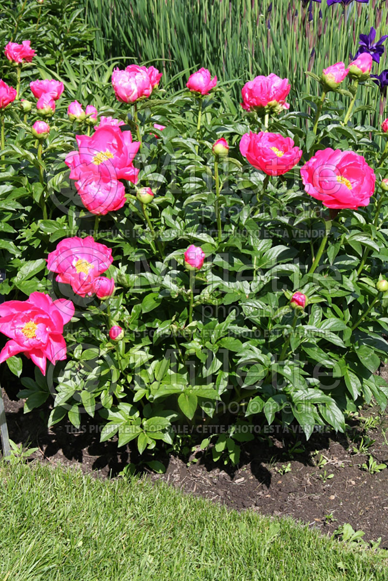 Paeonia Paula Fay (Peony) 5 