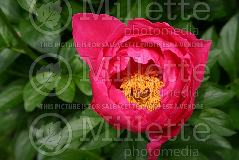 Paeonia Paula Fay (Peony) 1