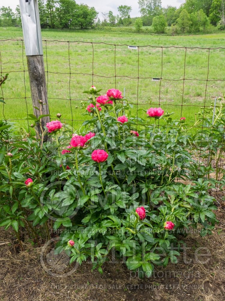 Paeonia Paula Fay (Peony) 12 