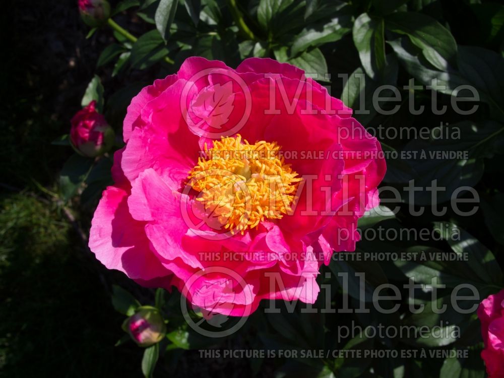 Paeonia Paula Fay (Peony) 11 