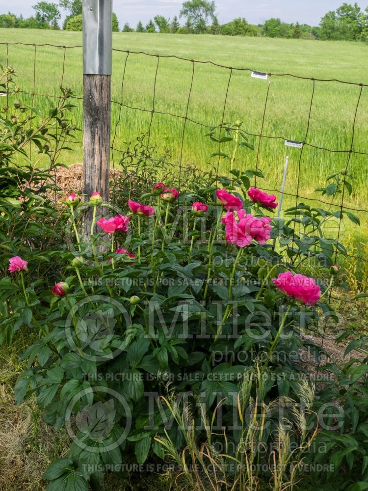 Paeonia Paula Fay (Peony) 8 