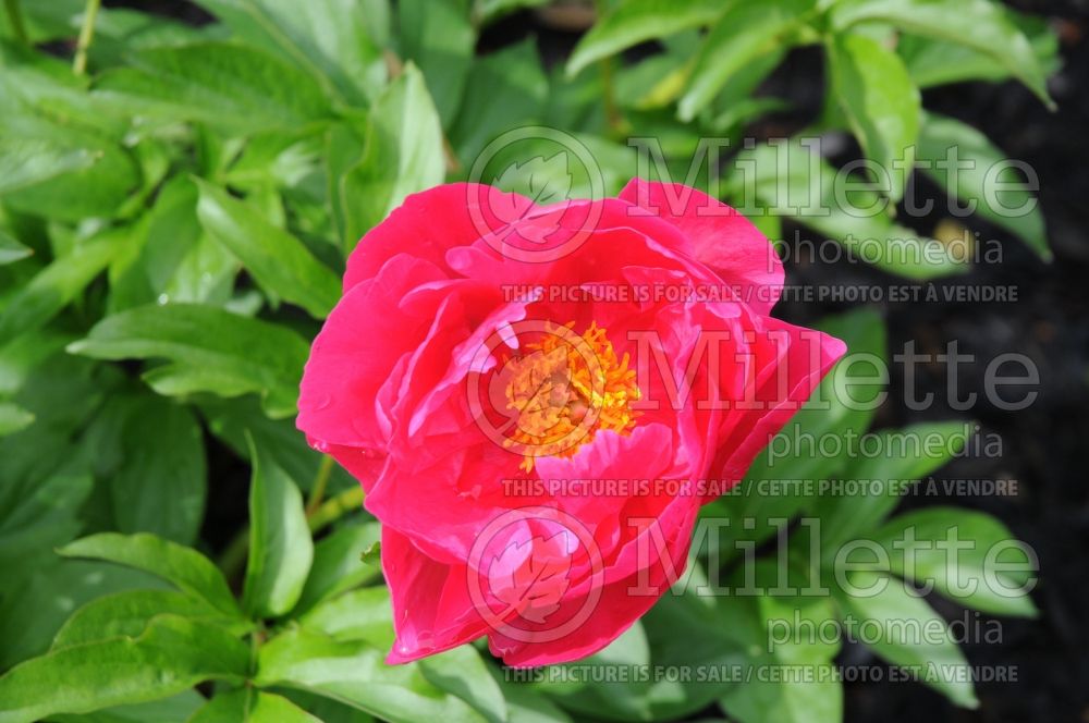 Paeonia Paula Fay (Peony) 9 