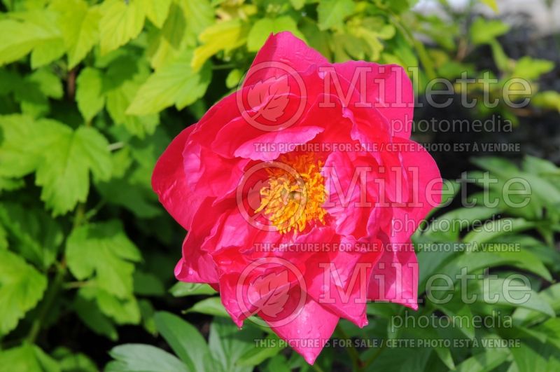 Paeonia Paula Fay (Peony) 10 