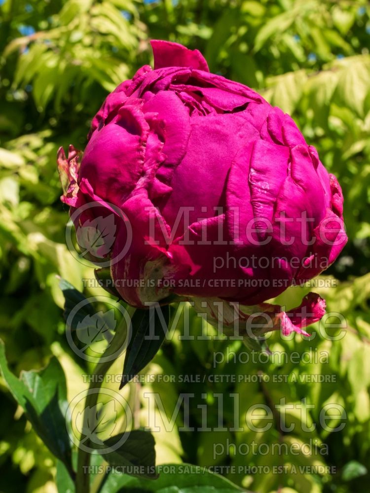 Paeonia Paul M Wild (Peony) 3