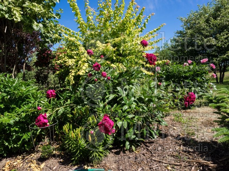 Paeonia Paul M Wild (Peony) 1