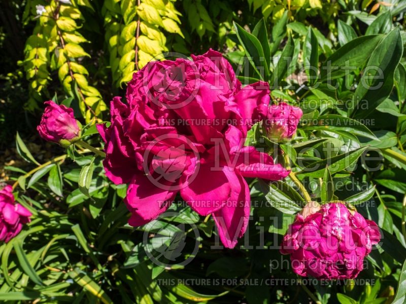 Paeonia Paul M Wild (Peony) 4