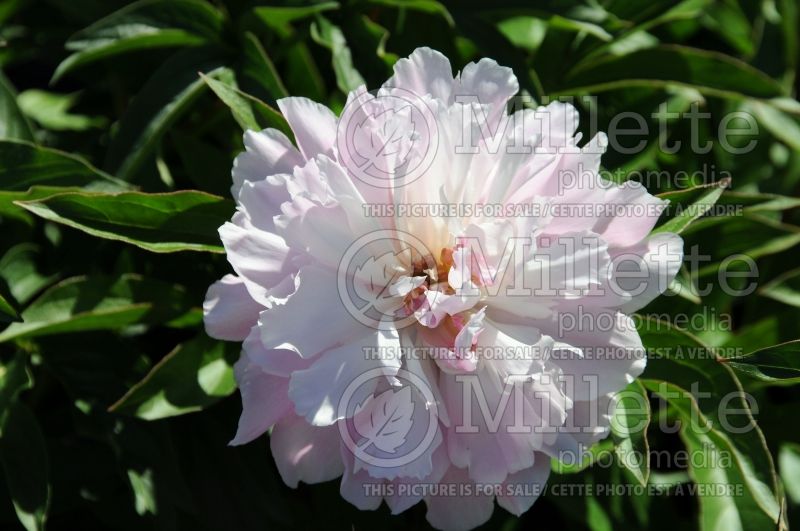 Paeonia Peggy (Peony) 1 