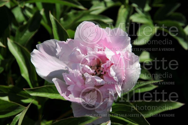 Paeonia Peggy (Peony) 2 