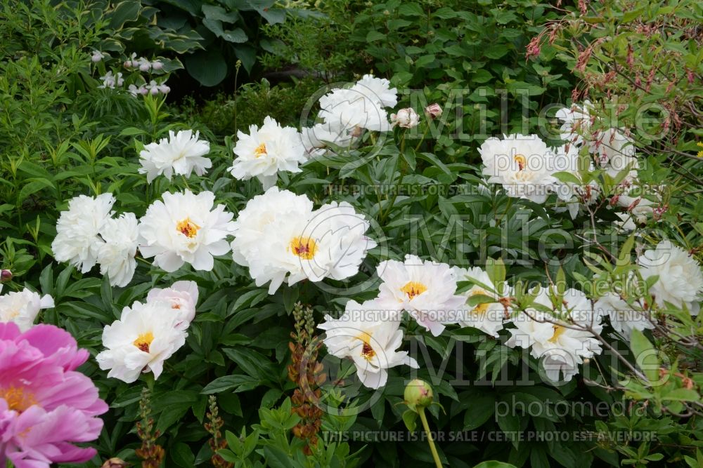 Paeonia Peppermint (Peony) 2 