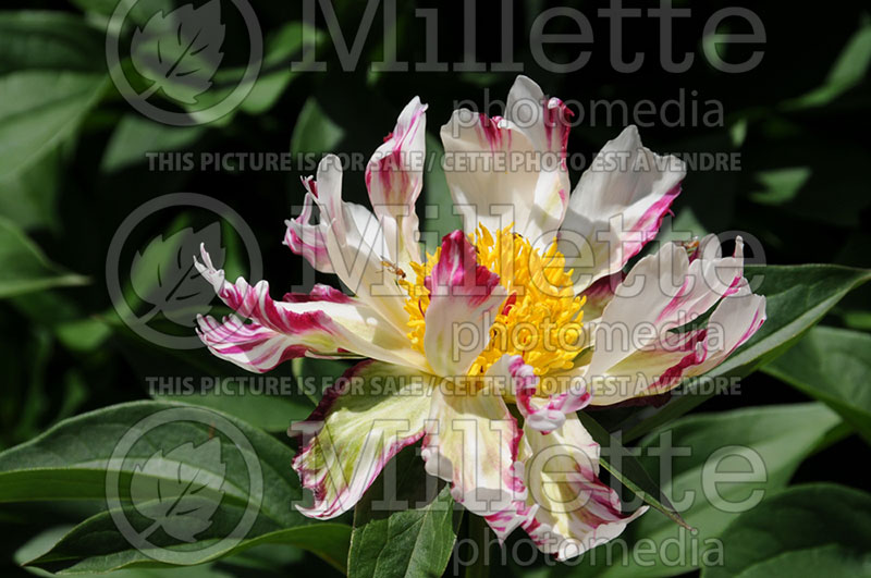 Paeonia Peppermint Stick (Peony)  