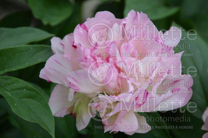 Paeonia Petite Elegance (Peony) 2 