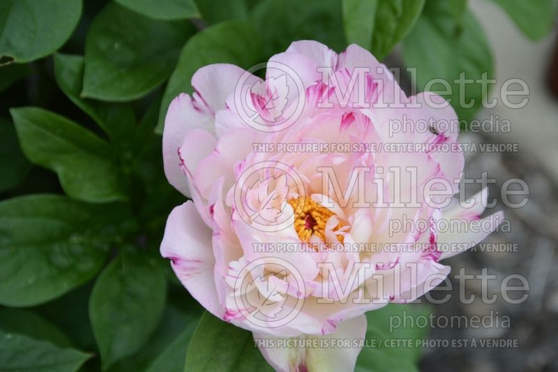 Paeonia Petite Elegance (Peony) 1 