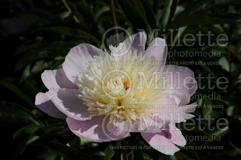 Paeonia Petticoat Flounce (Peony) 1 