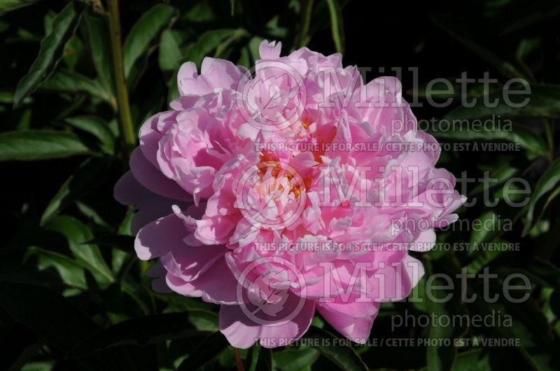 Paeonia Pink Charmer (Peony) 1 