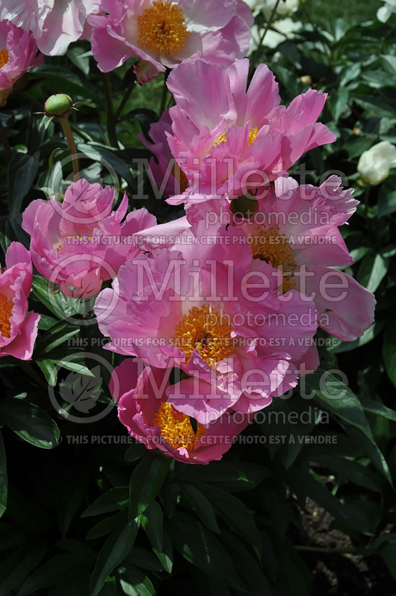 Paeonia Pink Dawn (Peony) 6  