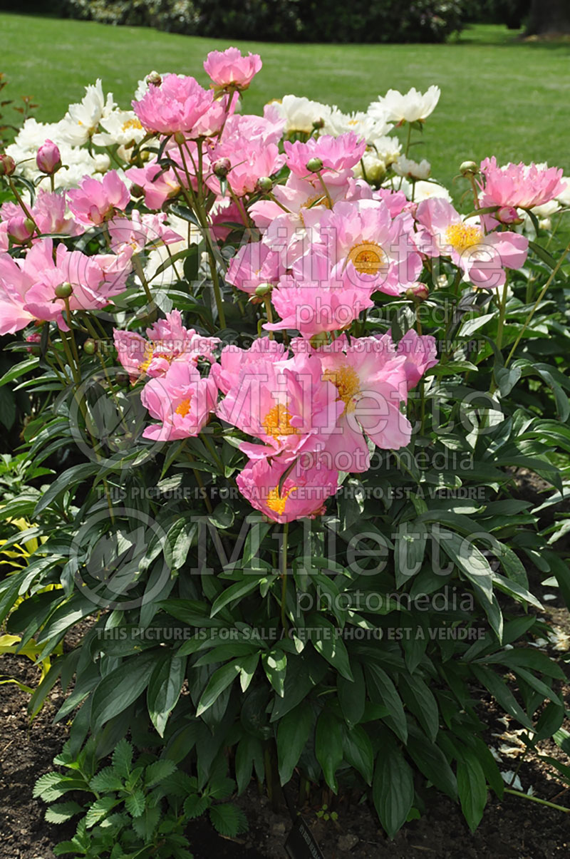 Paeonia Pink Dawn (Peony) 7  