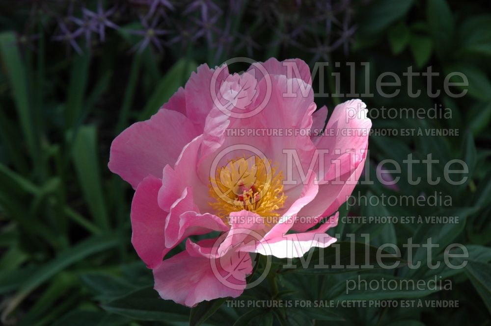 Paeonia Pink Dawn (Peony) 4  