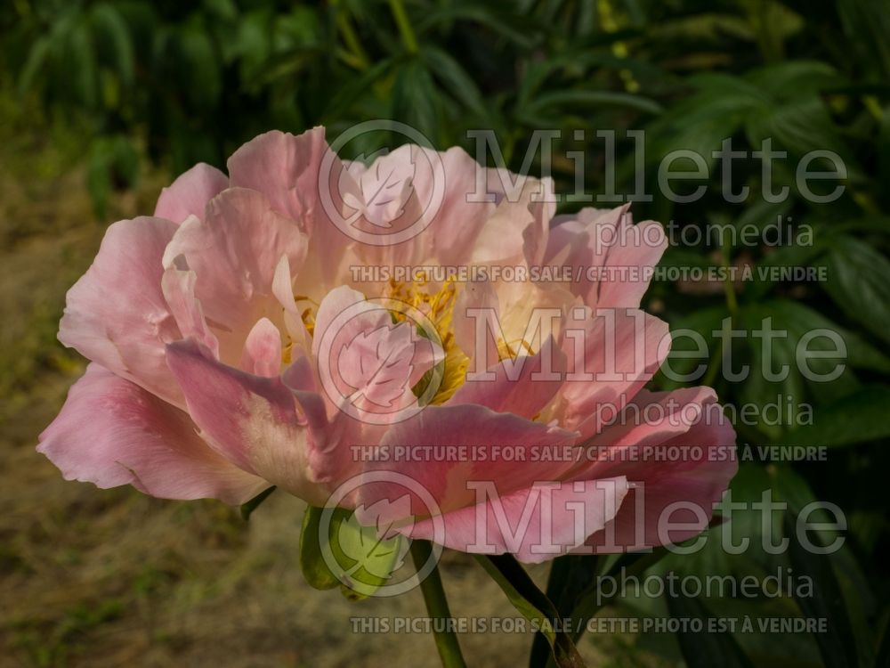 Paeonia Pink Hawaiian Coral (Peony) 6