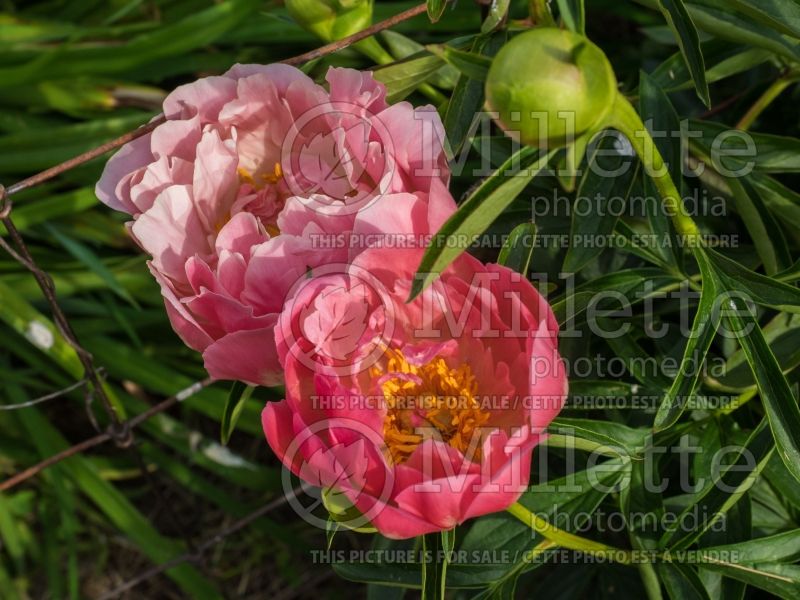 Paeonia Pink Hawaiian Coral (Peony) 7