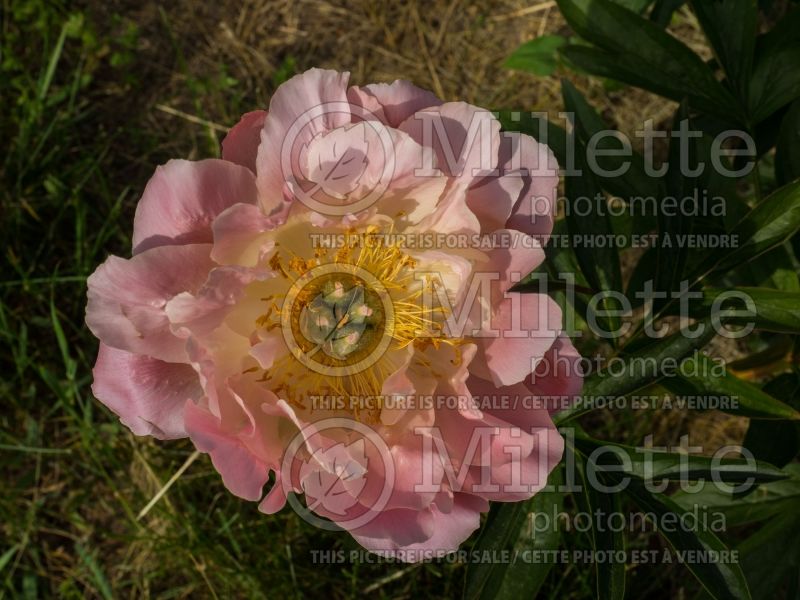 Paeonia Pink Hawaiian Coral (Peony) 8