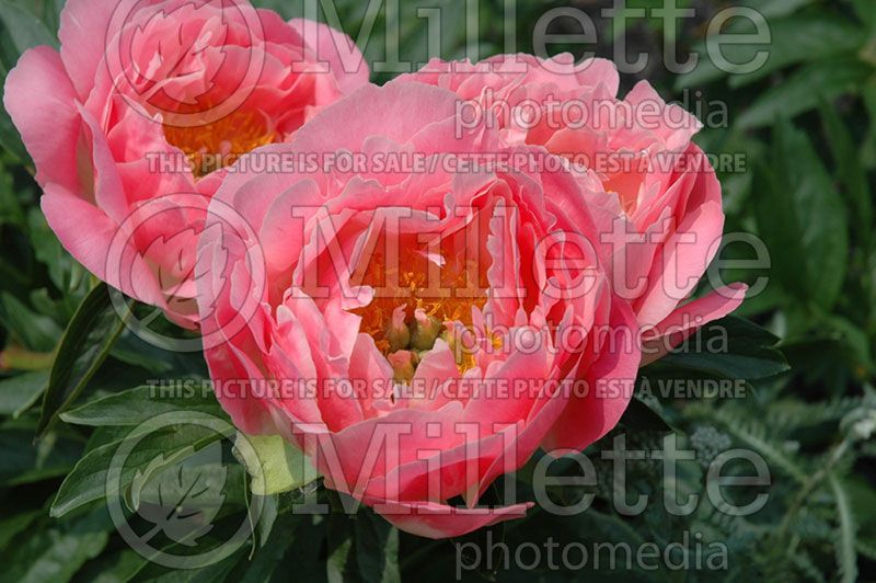 Paeonia Pink Hawaiian Coral (Peony) 2 