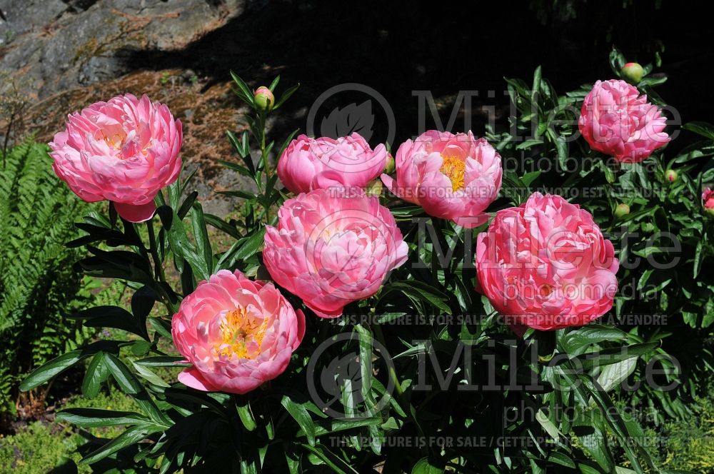 Photo of Paeonia Pink Hawaiian Coral (Peony)