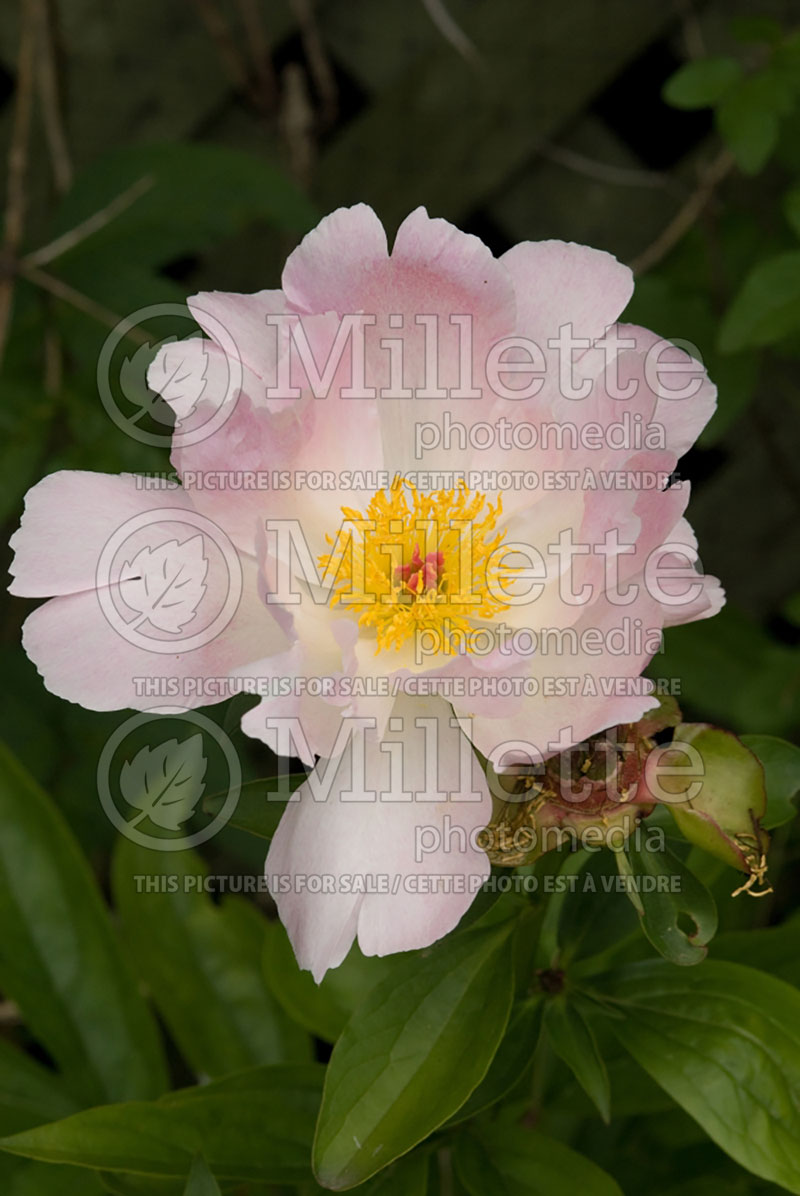 Paeonia Pink Princess (Peony) 2 