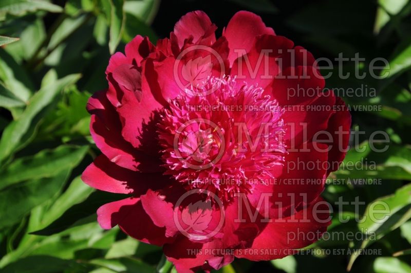 Paeonia Port Royale (Peony)  5