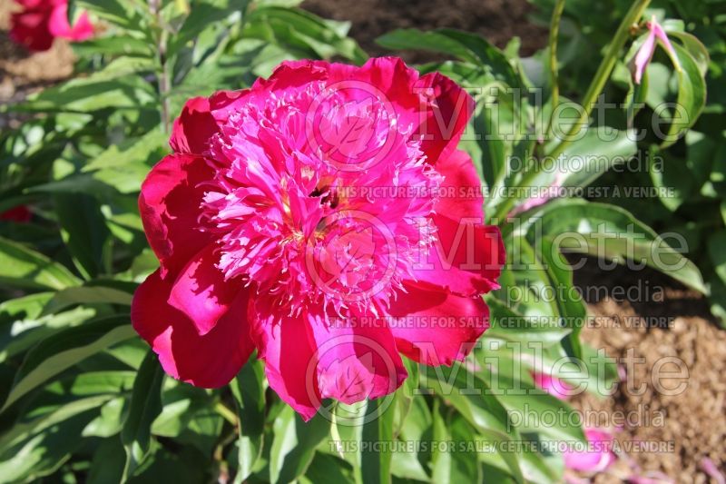 Paeonia Port Royale (Peony)  4