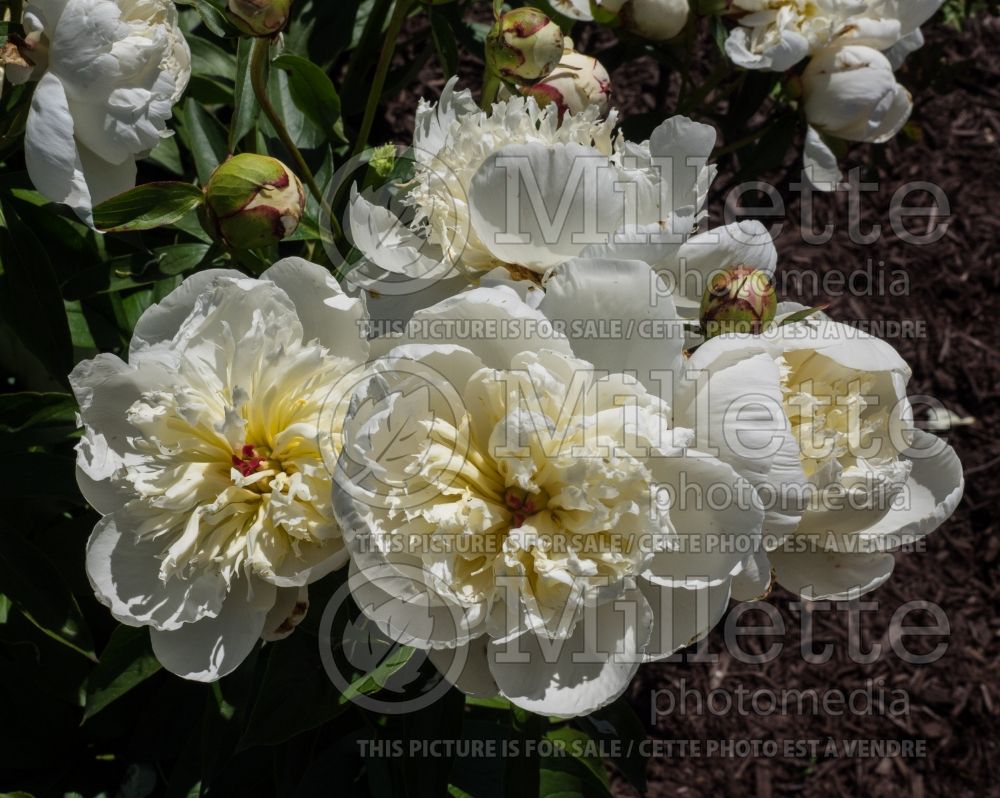 Paeonia Primevere aka Primavera (Peony) 9