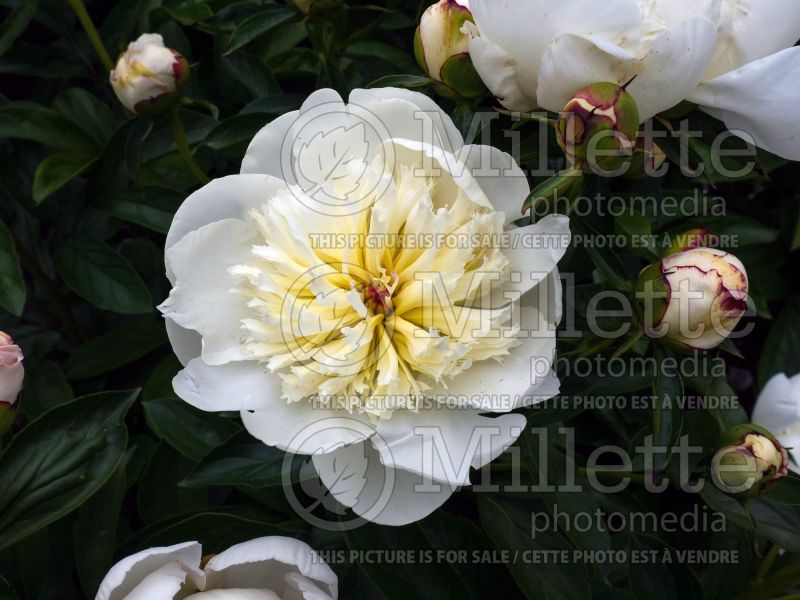 Paeonia Primevere aka Primavera (Peony) 7