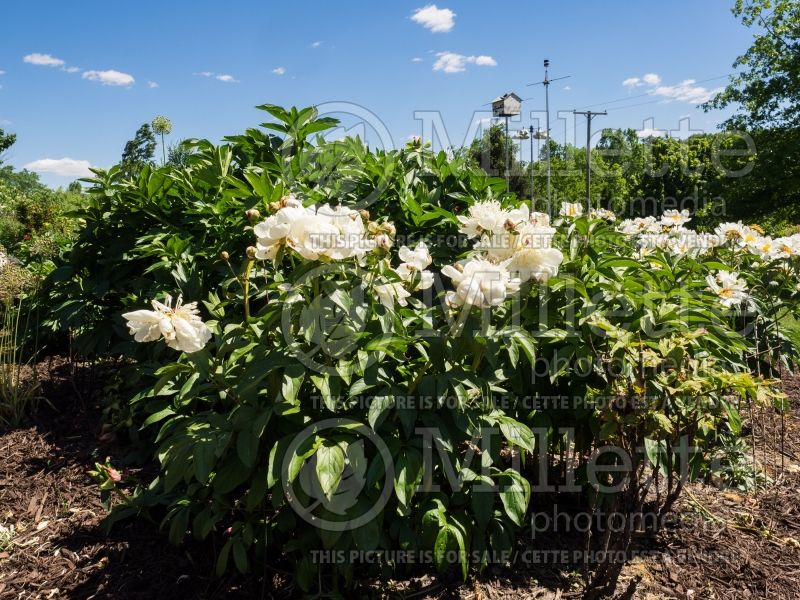 Paeonia Primevere aka Primavera (Peony) 8