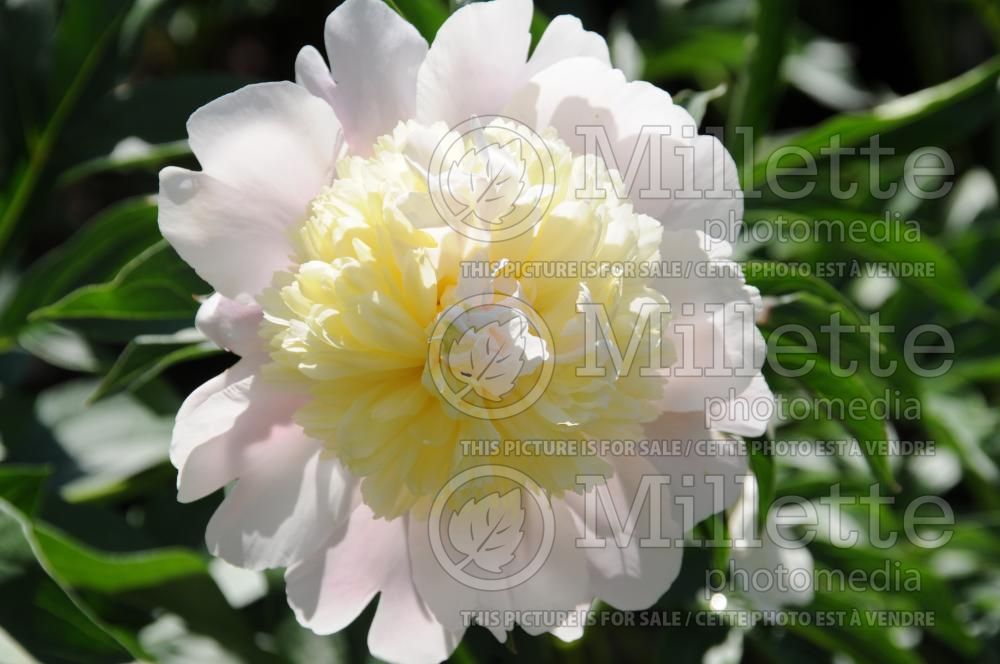 Paeonia Primevere aka Primavera (Peony) 1